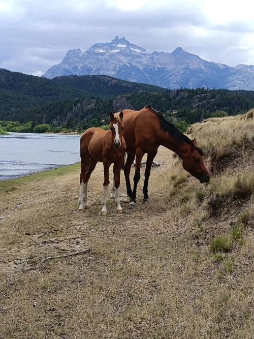 Caballos junto al río y las montañas