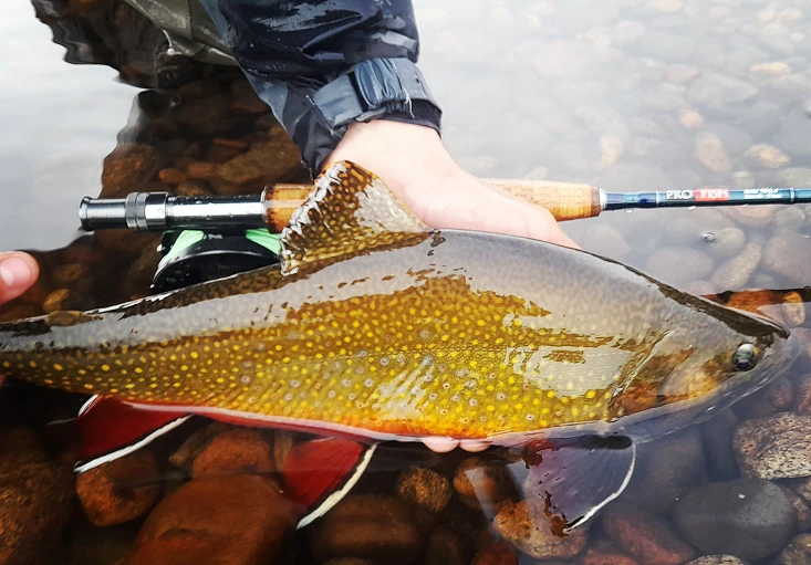Ambiente de pesca en Río Pico
