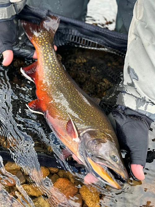 Pescador en arroyo de montaña