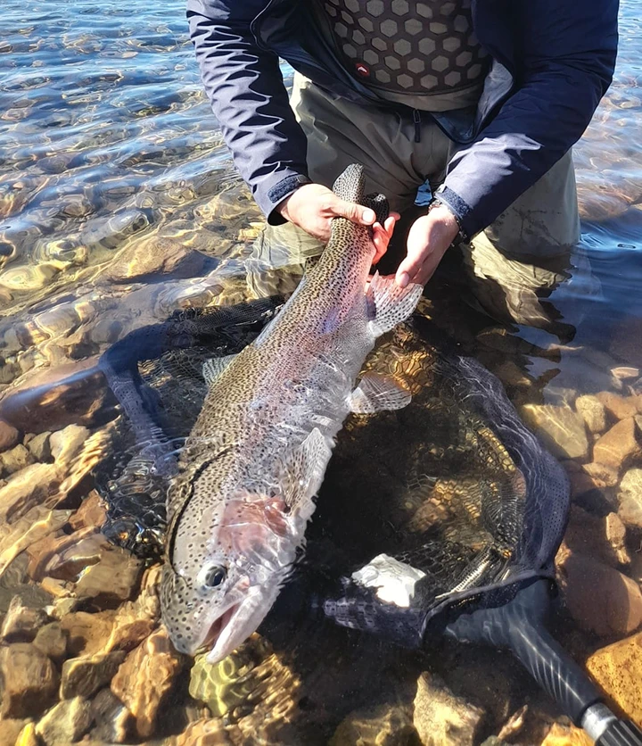 Trucha arcoíris en el agua durante una jornada de pesca